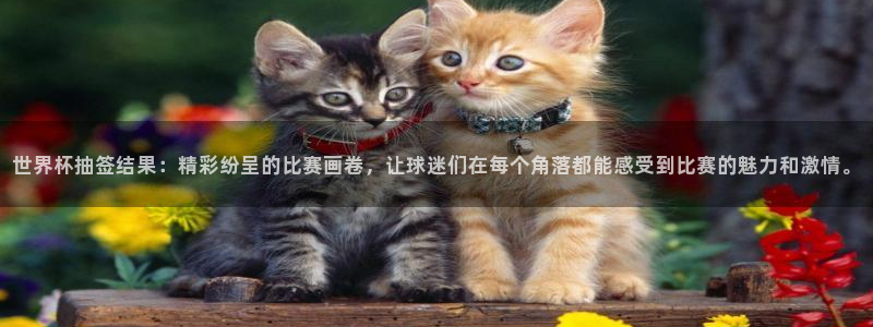 世界杯直播观看：世界杯抽签结果：精彩纷呈的比赛画卷，让球迷们在每个角落都能感受到比赛的魅力和激情。
